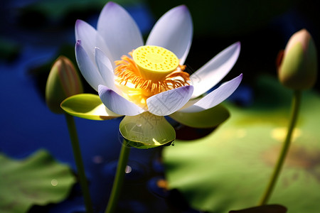 诱人的花朵紫色莲花花苞高清图片