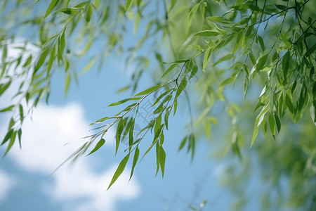 粗壮的柳树背景