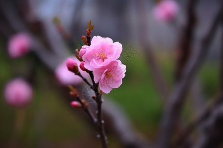 含苞欲放的桃花图片