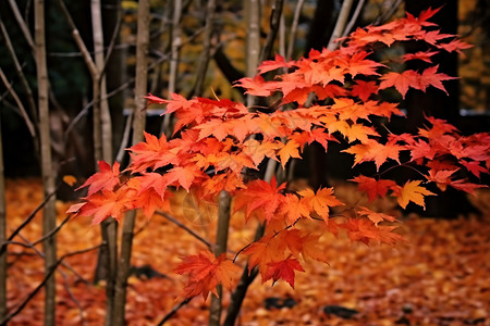 深秋的红枫叶图片