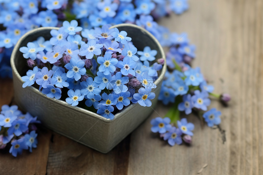 新鲜采摘的的蓝色花朵图片