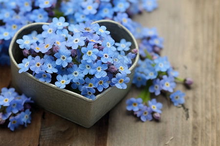 新鲜采摘的的蓝色花朵背景图片