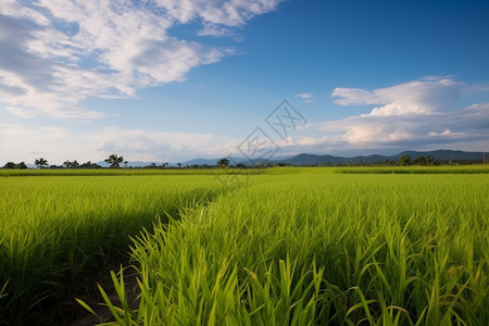农作物种植水稻远粮食高清图片素材