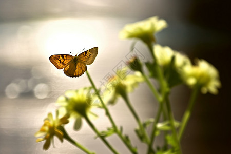 花上的蝴蝶唯美微距空镜图片