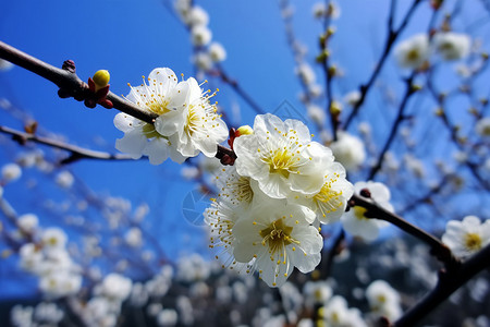 美丽的梅花图片