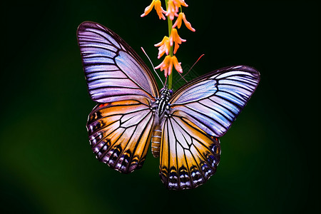 宏观昆虫蝴蝶图片