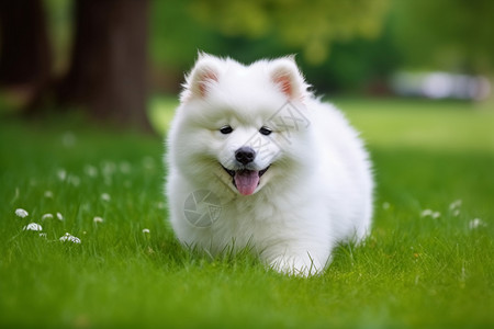 奔跑的小狗萨摩耶犬犬嵴图片素材