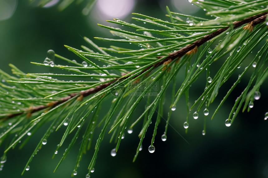 枝条上的雨水图片