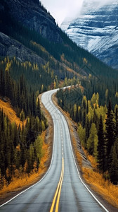 穿越松树林的道路高清图片