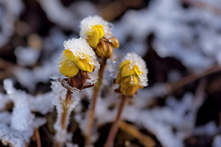 冰冻的花朵图片