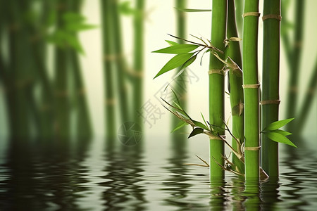 水中的竹林图片
