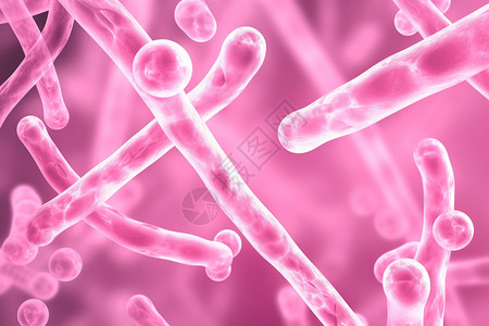 生物体内粉红色染色体图片