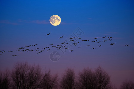 夜晚空中飞翔的大雁背景图片