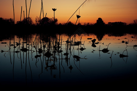池塘的干莲藕背景图片
