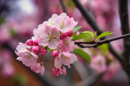 春天苹果花公园里的果树背景