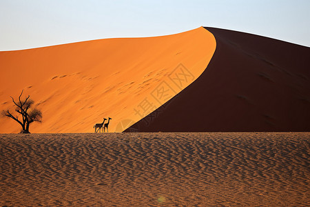 沙漠的自然景观图片