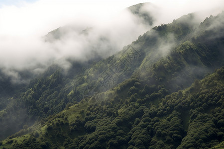 迷雾笼罩的森林图片