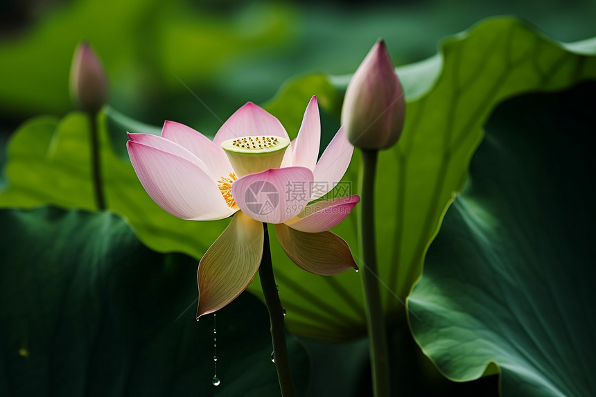 荷花莲花花瓣图片