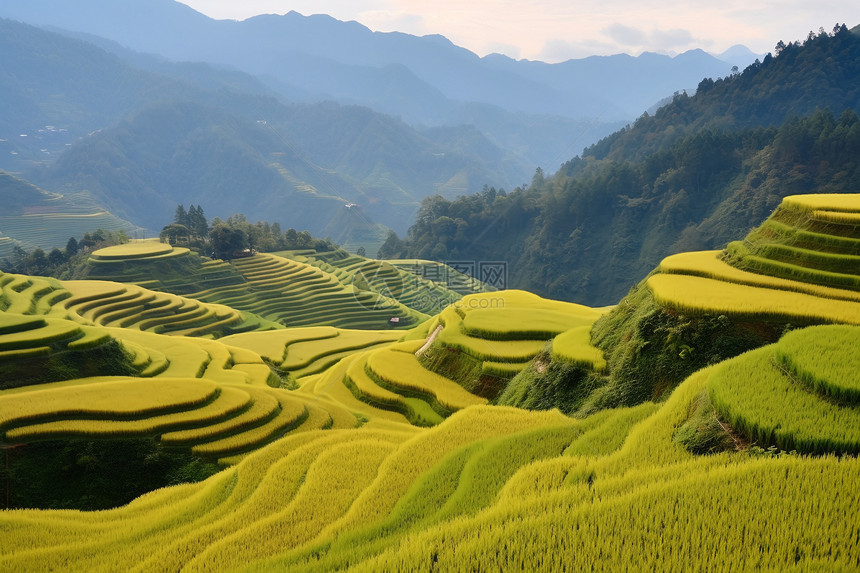 水稻梯田风景图片