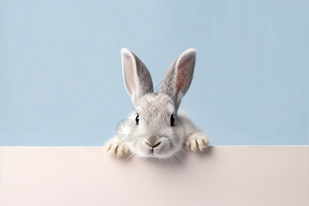可爱封面一只可爱的兔子背景