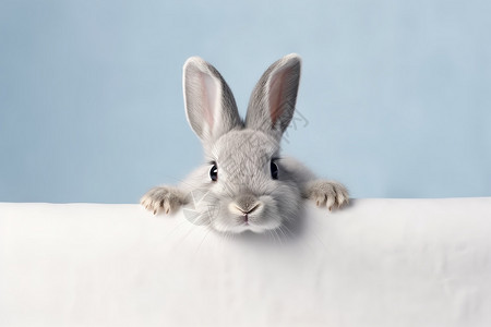 灰色的小兔子背景图片