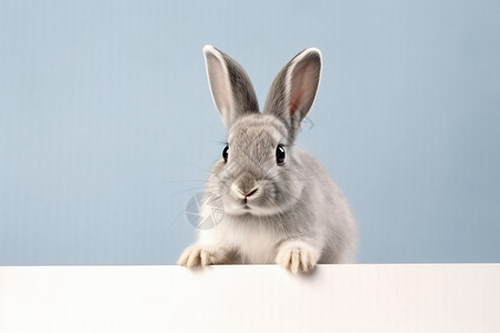 可爱封面可爱的兔子背景