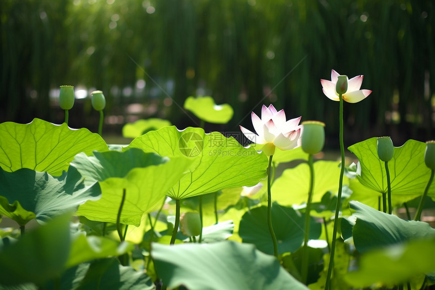 夏季的莲花图片