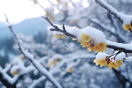 积雪的梅花图片