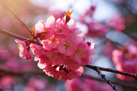 春天的粉色海棠花图片