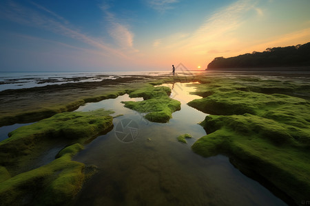 朝霞海岸的青苔图片