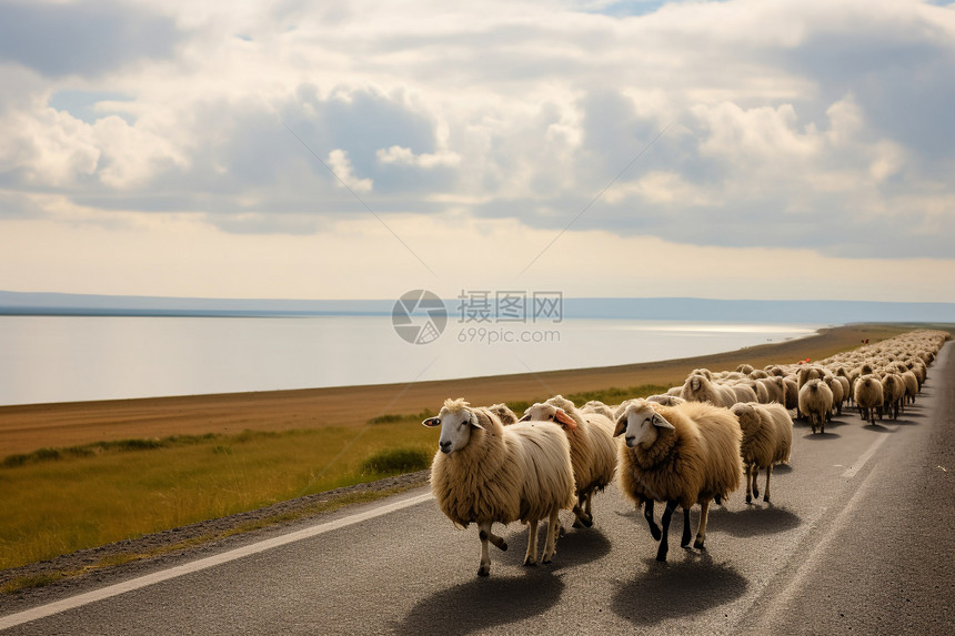 青海湖的山羊图片