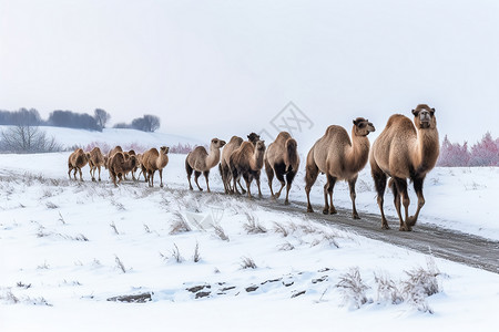 雪地上的骆驼背景图片