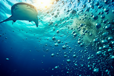 海洋环境中的鲨鱼背景图片