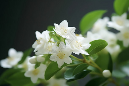 手绘茉莉花花朵春天盛开的茉莉花背景