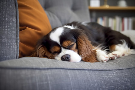 家养的宠物小猎犬图片