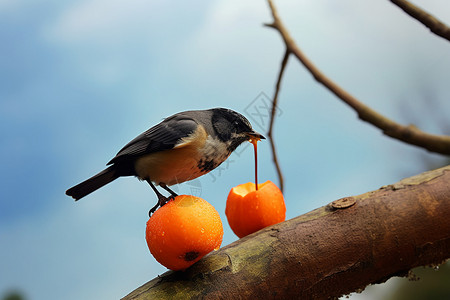 吃水果的小鸟图片