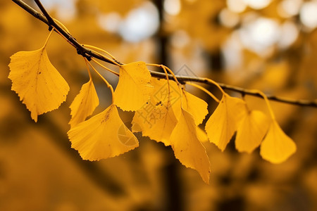 秋天金黄落叶背景图片