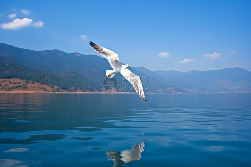 泸沽湖上飞翔的海鸥图片