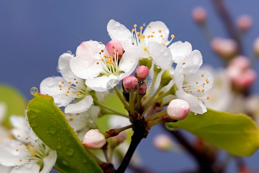 美丽的梨树图片