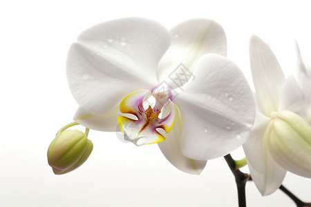 白色兰花绽放的蝴蝶兰设计图片