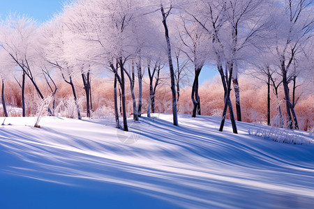 冬季户外的美景图片