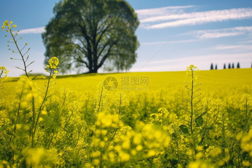 绽放的油菜籽田野图片