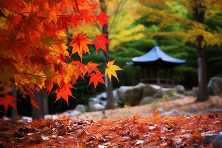 秋天的红色枫叶图片