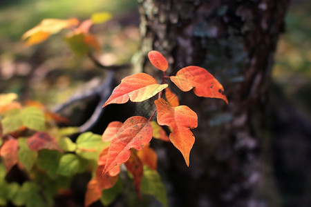 秋天叶子的特写图片
