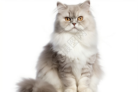 英国的长毛猫背景图片