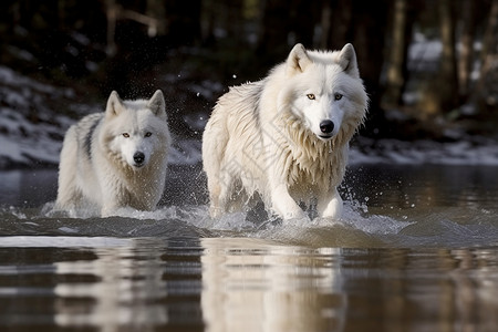两只狼白色的北极狼背景