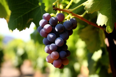 未成熟的葡萄高清图片
