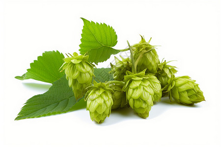 绿色的啤酒花背景图片
