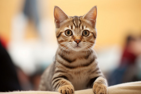 可爱的虎斑猫背景图片