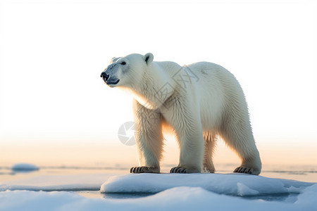 白色的北极熊背景图片